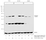 Urokinase Antibody in Western Blot (WB)