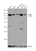 PARP1 Antibody in Western Blot (WB)