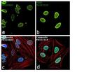 PARP1 Antibody