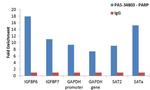 PARP1 Antibody in ChIP Assay (ChIP)