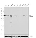 RIP2 Antibody