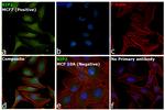 RIP2 Antibody in Immunocytochemistry (ICC/IF)