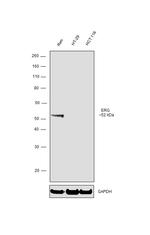 ERG Antibody