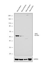 ERG Antibody