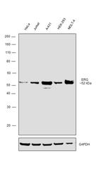 ERG Antibody in Western Blot (WB)