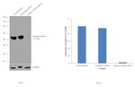 gamma Tubulin Antibody