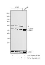 NAMPT Antibody in Western Blot (WB)