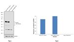 Paxillin Antibody