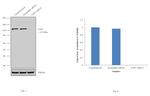 USP7 Antibody