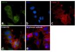 GRP78 Antibody in Immunocytochemistry (ICC/IF)