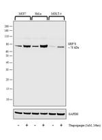 GRP78 Antibody in Western Blot (WB)