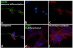 GAP43 Antibody in Immunocytochemistry (ICC/IF)