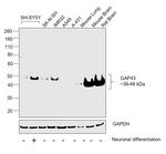 GAP43 Antibody in Western Blot (WB)