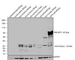 mCherry Antibody in Western Blot (WB)