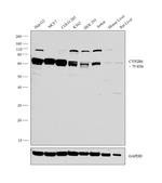 CYP2B6 Antibody in Western Blot (WB)