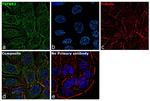 TGFBR2 Antibody in Immunocytochemistry (ICC/IF)