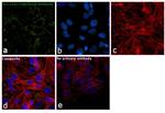 SLC11A2 Antibody in Immunocytochemistry (ICC/IF)