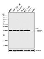 ATG5 Antibody in Western Blot (WB)