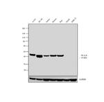 HLA-B Antibody in Western Blot (WB)