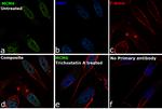 MCM6 Antibody in Immunocytochemistry (ICC/IF)