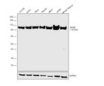 MCM6 Antibody in Western Blot (WB)