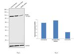 DYNC1I1 Antibody