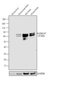 GAD65/GAD67 Antibody