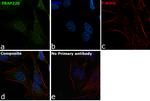 TRAP220 Antibody in Immunocytochemistry (ICC/IF)