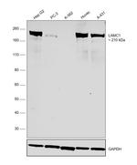 Laminin gamma-1 Antibody in Western Blot (WB)