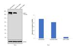 Laminin gamma-1 Antibody in Western Blot (WB)