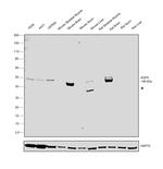 Aquaporin 4 Antibody in Western Blot (WB)