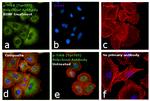 Phospho-TrkB (Tyr516) Antibody in Immunocytochemistry (ICC/IF)