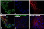 Phospho-Bcl-2 (Thr69) Antibody