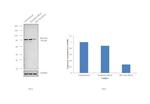 Phospho-PKC Pan (Thr497) Antibody in Western Blot (WB)