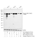 Phospho-GAB1 (Tyr627) Antibody