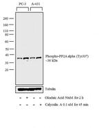 Phospho-PP2A alpha (Tyr307) Antibody in Western Blot (WB)