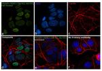 Phospho-HDAC1 (Ser421, Ser423) Antibody