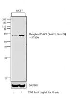 Phospho-HDAC1 (Ser421, Ser423) Antibody in Western Blot (WB)