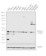 NDUFA9 Antibody in Western Blot (WB)