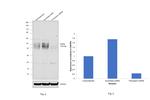 Podoplanin Antibody in Western Blot (WB)