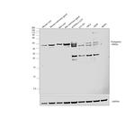 Podoplanin Antibody in Western Blot (WB)