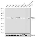 SHMT2 Antibody in Western Blot (WB)