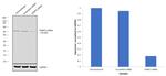 SHMT2 Antibody in Western Blot (WB)