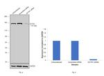 Dynactin 1 Antibody in Western Blot (WB)