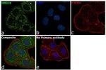 HMGCR Antibody in Immunocytochemistry (ICC/IF)