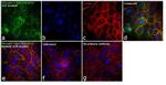 Phospho-c-Raf (Thr269) Antibody