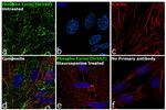 Phospho-Ezrin (Thr567) Antibody in Immunocytochemistry (ICC/IF)