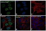 Phospho-AMPK alpha-1,2 (Thr172) Antibody in Immunocytochemistry (ICC/IF)