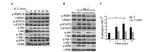 Phospho-RSK Pan (Ser221, Ser227, Ser218, Ser232) Antibody in Western Blot (WB)