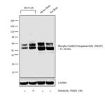 Phospho-CaMKII beta/gamma/delta (Thr287) Antibody in Western Blot (WB)